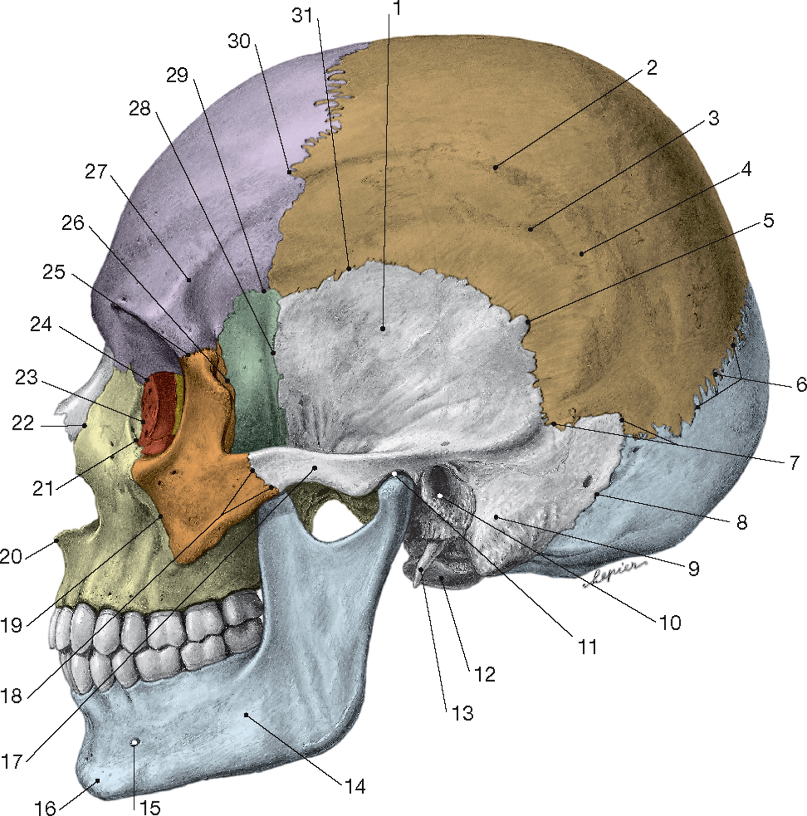 В правом черепе. Атлас Синельникова кости черепа. Кости черепа Синельников. Череп анатомия Синельников. Кости черепа анатомия.
