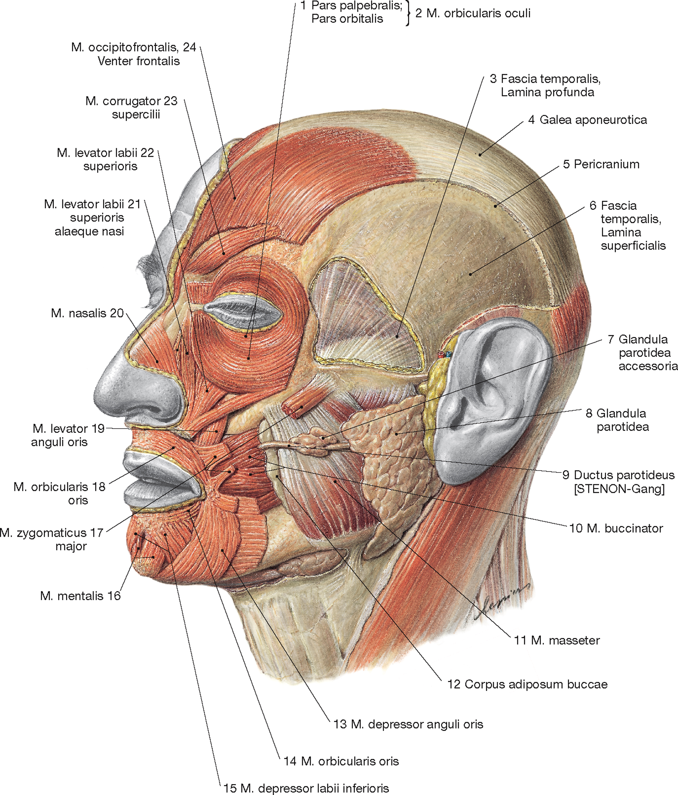 Ткани лба. Мышцы лица топографическая анатомия. Топографическая анатомия головы мышцы. Строение человеческой головы. Строение головы и лица.