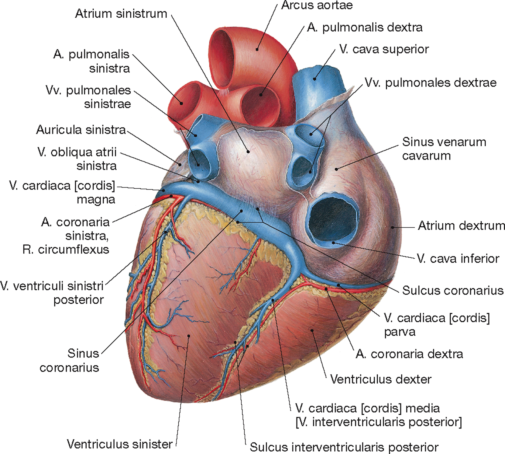Cordis латынь. Отверстие венечного синуса анатомия. Отверстие венечного синуса сердца.