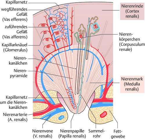 Nieren Learncard