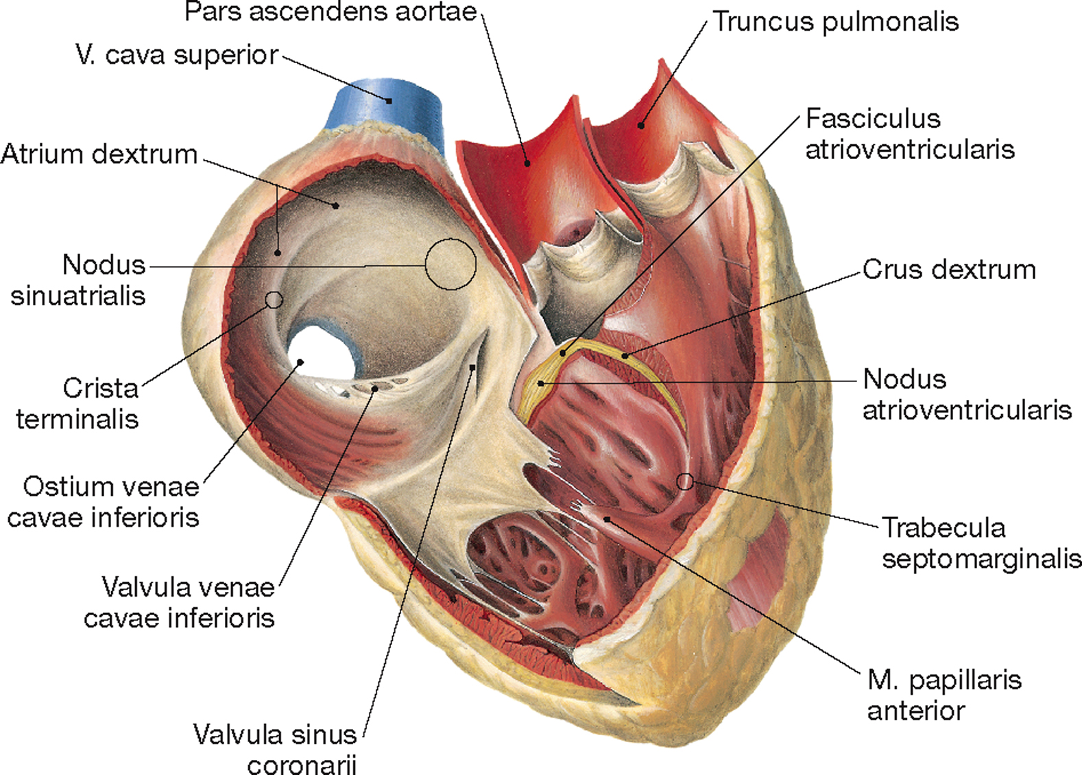 Cordis латынь. Межвенозный бугорок сердца. Межвенозный бугорок сердца анатомия.