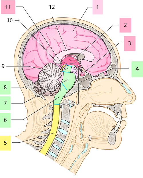 Zentrales Nervensystem Zns Learncard