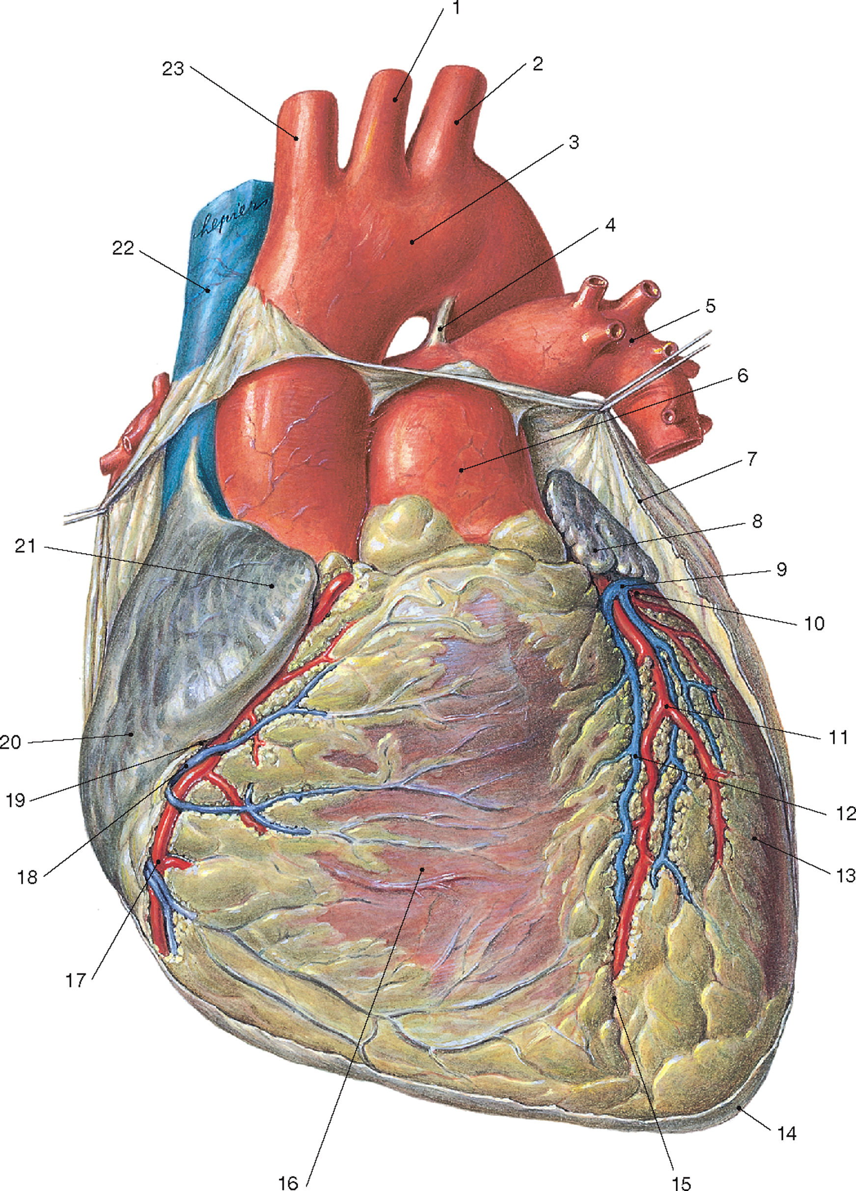 Большое сердце произведение. Basis CORDIS человека. Atrium CORDIS. Ишемическая болезнь сердца картинки. A pulmonalis Dextra.